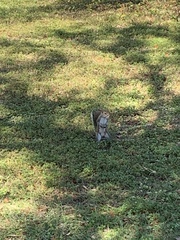 Sciurus carolinensis