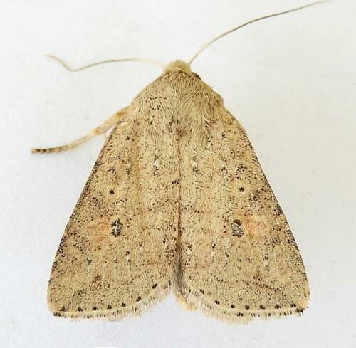 Hypotrix ocularis