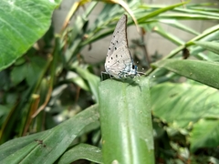 Pseudolycaena