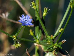 Cichorium pumilum