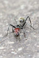 Camponotus singularis