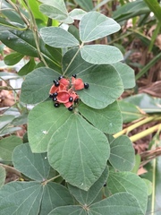 Rhynchosia volubilis