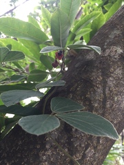 Rhynchosia volubilis