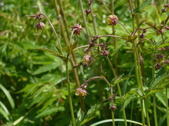 Geum × intermedium