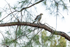 Accipiter cooperii