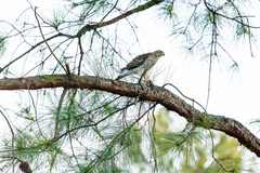 Accipiter cooperii