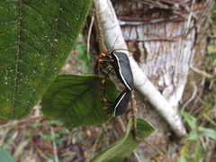 Brachystethus coxalis