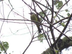 Myiodynastes hemichrysus