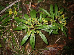 Synotis austroyunnanensis