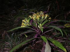 Synotis austroyunnanensis