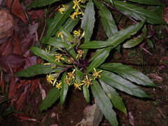 Synotis austroyunnanensis