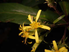 Synotis austroyunnanensis