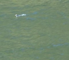 Eudyptes pachyrhynchus