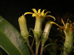 Synotis austroyunnanensis