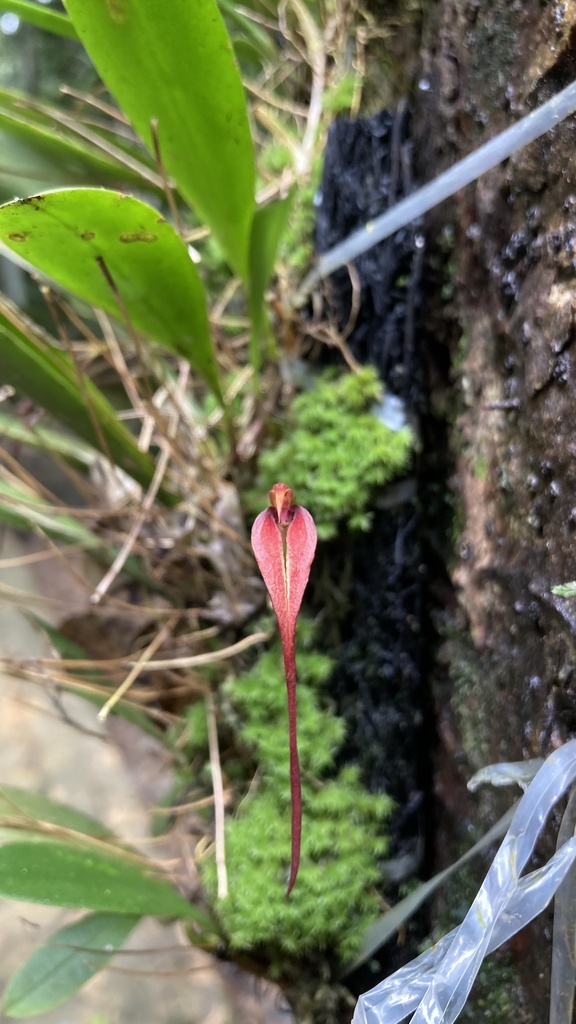 Bulbophyllum irianae