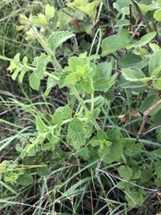 Endostemon obtusifolius