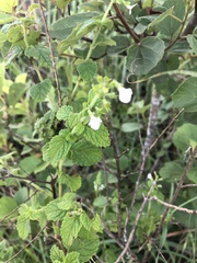 Endostemon obtusifolius