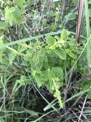Endostemon obtusifolius