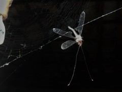 Ascalorphne macrocerca