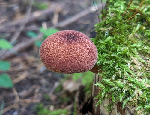 Tricholomopsis rutilans