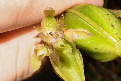 Epidendrum leptanthum Hágsater