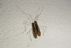 Ischnotoma