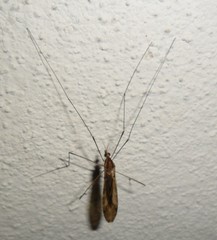 Ischnotoma