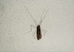 Ischnotoma