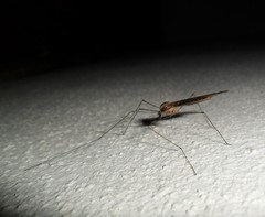Ischnotoma