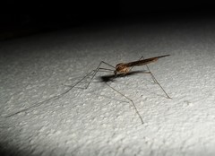 Ischnotoma