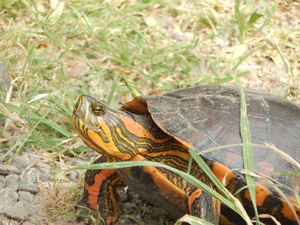 panza de tortuga bebe pintada