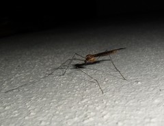 Ischnotoma