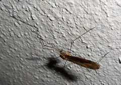 Ischnotoma