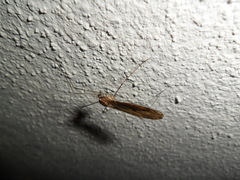 Ischnotoma