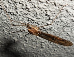 Ischnotoma