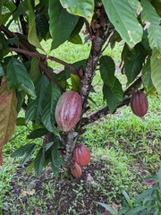 Theobroma cacao image