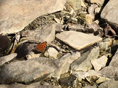 Polygonia comma