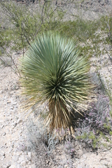 Yucca rostrata