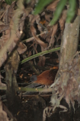 Laterallus ruber