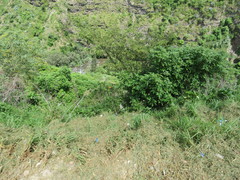 Hymenostephium quitensis