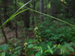 Carex formosa