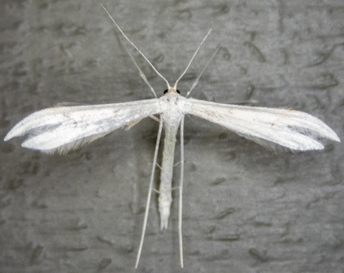 Plain, Elliott's, and Habeck's Plume Moths photo 4