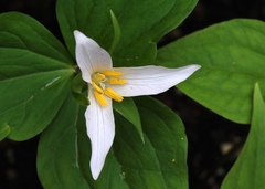 Trillium ovatum