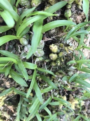 Polystachya ottoniana