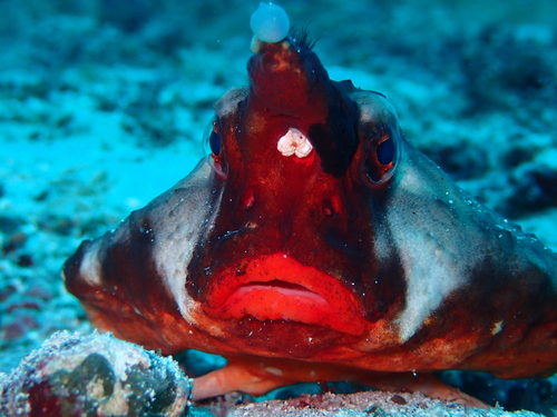 Batfish (Ogcocephalus darwini) — Ogcocephalidae — 4