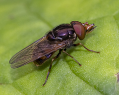 Rhingia nasica image