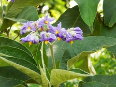 Solanum granulosoleprosum