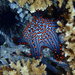 Panamic Cushion Star - Photo (c) loes, some rights reserved (CC BY-NC)