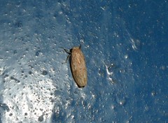 Curtara