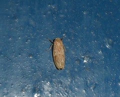 Curtara